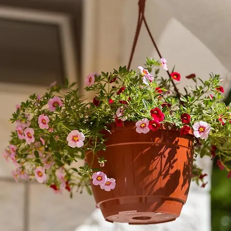 Krsticevic 클레크